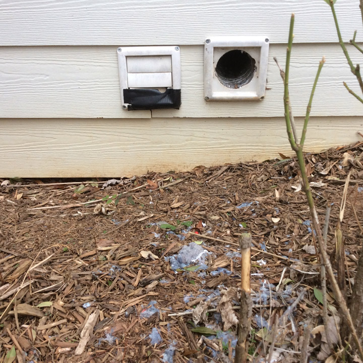 Birds in Vents, Attic, Chimney