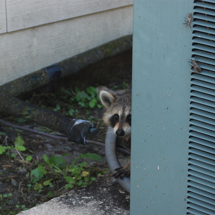 Nuisance Raccoon Issues