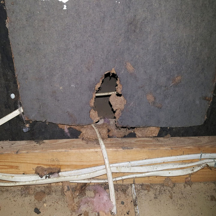 Rats in Attic and walls